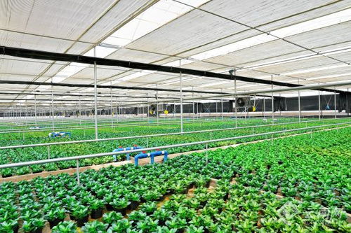 云南彌勒 一花一葉 開出鄉村振興 致富花