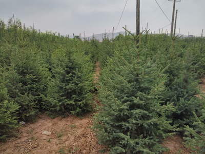 定西綠森苗木種植農(nóng)民專業(yè)合作社