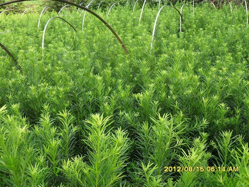 光山苗木出售 桂花香樟 信陽(yáng)神仙寨園林