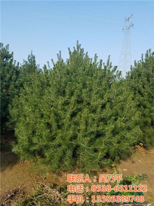 城市綠化苗木價(jià)格 平盛苗圃 在線咨詢 綠化苗木