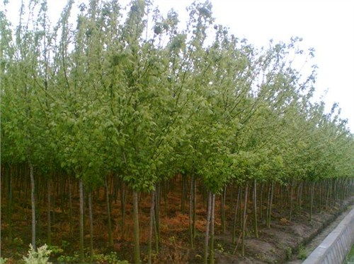西寧正規(guī)小葉楊的用途和特點