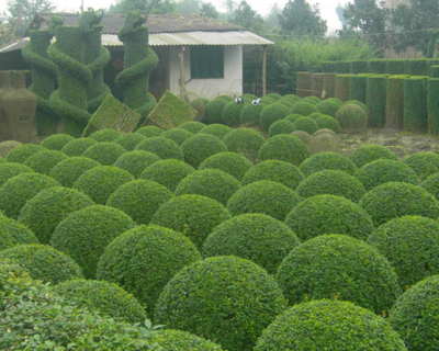 綠化苗木有哪些?