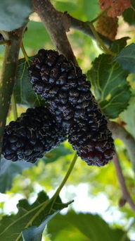 產(chǎn)品,中農(nóng)在線,最具發(fā)展?jié)摿Φ闹袊?guó)農(nóng)資網(wǎng)絡(luò)交易平臺(tái) 臨朐縣春成苗木公司