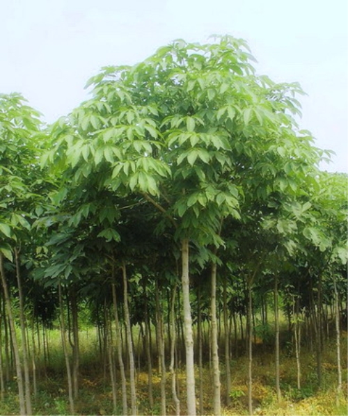 七葉樹-浙江省海寧市長(zhǎng)安苗木桑苗示范園區(qū) 產(chǎn)品展示(浙江.