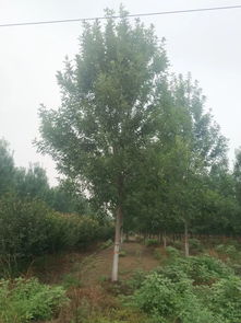 地推有料d13 優(yōu)質(zhì)苗木,歡迎選購(gòu)