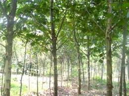 苗木法桐供應(yīng)信息 苗木法桐批發(fā) 苗木法桐價(jià)格 找苗木法桐產(chǎn)品上