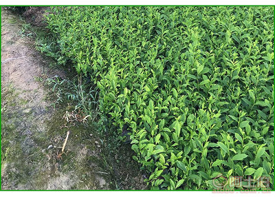 【福鼎大白茶苗價格】福鼎大白茶苗價格,價格,廠家,供應商,花木、果木種苗,雅安市名山區惠農苗木種植農民專業合作社 - 產品庫