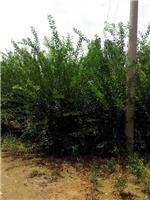 泰安劃算的榆葉梅供應:臨沂榆葉梅-山東科大苗木基地提供泰安劃算的榆葉梅供應:臨沂榆葉梅的相關介紹、產品、服務、圖片、價格山東3公分銀杏苗基地促銷裝歡迎咨詢136【4538】6501、百日紅、櫻花、白皮松、紅楓、法桐、