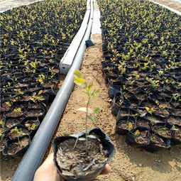 【哪里有藍莓苗賣,藍莓苗出售,藍莓苗種植圖片,藍莓苗廠家】-