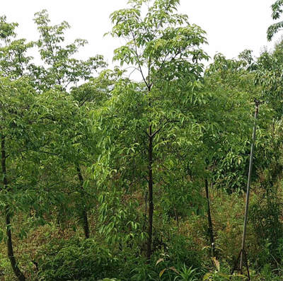 香港秀麗四照花苗木批發(fā) 一鍵獲取成交價