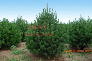 天津衛矛球行情 想要易成活的苗木就來增盛苗木,天津衛矛球行情 想要易成活的苗木就來增盛苗木生產廠家,天津衛矛球行情 想要易成活的苗木就來增盛苗木價格