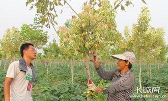 博野 苗木產(chǎn)業(yè)年產(chǎn)值超5億 帶動(dòng)5萬戶村民增收致富