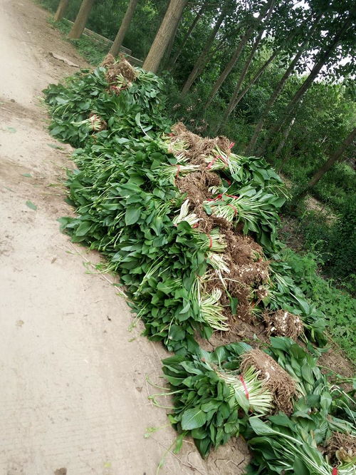 玉簪紫玉簪苗木 沭陽縣完美園林綠化苗木場(chǎng)