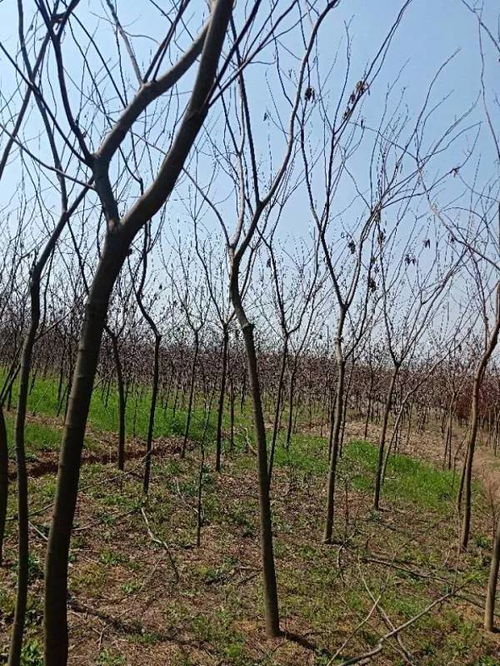 恭喜肥西永和苗木入駐苗木通 孫靜 追求客戶(hù)滿(mǎn)意,打造苗木精品