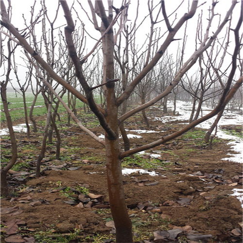 【紅啤梨樹苗產品展示】- 