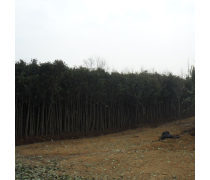 【直銷高桿女貞樹苗常綠喬木量大專車配貨現(xiàn)貨充足高干女貞小苗】沭陽盛唐綠化苗木場 - 產(chǎn)品庫