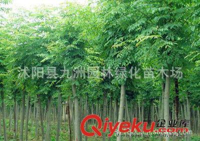 批發(fā)華山松,羅漢松,雪松,規(guī)格全,貨源足。-沭陽縣九洲園林綠化苗木場提供批發(fā)華山松,羅漢松,雪松,規(guī)格全,貨源足。的相關(guān)介紹、產(chǎn)品、服務(wù)、圖片、價(jià)格沭陽縣九洲園林綠化苗木場、花卉苗木;苗木種子;景觀木屋