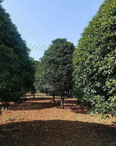 恭喜武漢美景匯苗木專業(yè)合作社入駐苗木通平臺(tái) 致力精品苗木發(fā)展