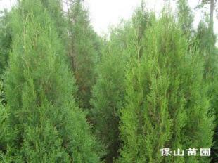 想要購買北京檜,就找保山苗木_農(nóng)副產(chǎn)品_世界工廠網(wǎng)中國產(chǎn)品信息庫