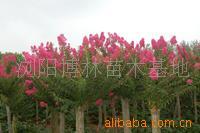 【綠化設(shè)計(jì)圖中的喬木與灌木之分】價(jià)格、產(chǎn)品供應(yīng),綠化設(shè)計(jì)圖中的喬木與灌木之分廠家批發(fā)-1024商務(wù)網(wǎng)