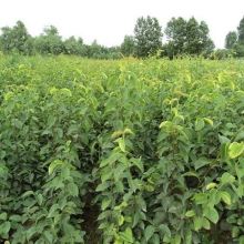 泰安高新區(qū)永盛苗木園藝場 供應(yīng)產(chǎn)品