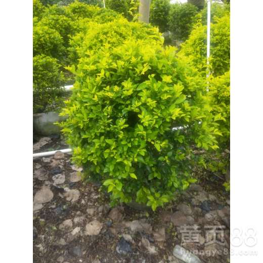 【東莞綠化苗木配送報價】- 