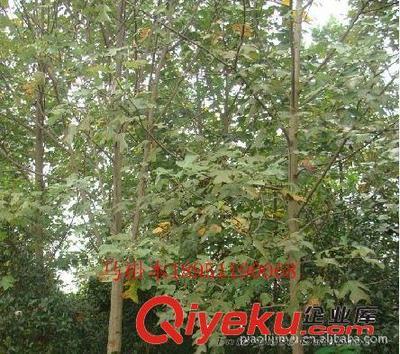 廠家專業供應馬褂木等綠化苗木(圖)-沭陽縣威宇花木銷售中心提供廠家專業供應馬褂木等綠化苗木(圖)的相關介紹、產品、服務、圖片、價格沭陽縣威宇花木銷售中心、金葉女貞;紅葉小檗;小龍柏;地柏;灑金柏;南天竹;迎春;連翹;月季花;紅王子錦帶;水臘;劍麻;金娃娃萱草;玉簪;鳶尾;棣棠;繡線菊;紅瑞木;紫荊;紫薇等綠化苗木