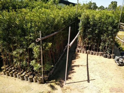 【羅漢松培養基地、羅漢松小苗直銷、質優價廉】綠化苗木,價格,廠家,供應商,花木,龍海市東泗興輝園藝場 - 產品庫