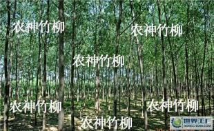 (速生柳)種苗及插條 竹柳 等各種綠化苗木_農(nóng)副產(chǎn)品_世界工廠網(wǎng)中國產(chǎn)品信息庫