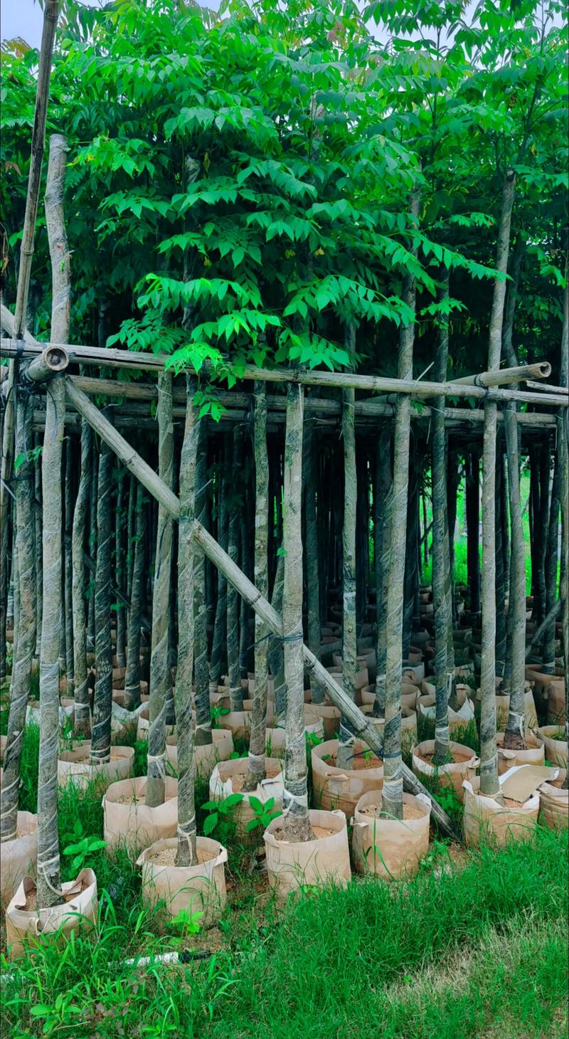 國慶花～欒樹5公分袋苗.#苗木種植基地 #全網(wǎng)搜索苗木有緣人