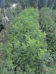 廠家直供七里香苗木盆栽花卉：九里香木香花苗，優質園林綠化工程苗木