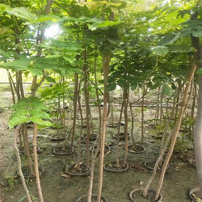 紫藤產業：廠家直銷、生產基地與園林綠化的完美結合