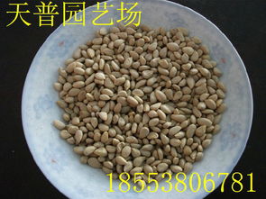 山東枸橘苗1-3年量大批發價格、廠家信息與林業種植指南