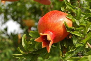 石榴苗木價格及廠家推薦 林業種植指南