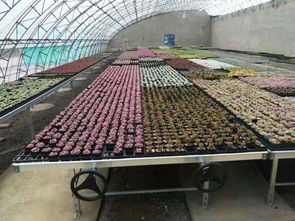 安平縣漢明育苗設備廠 專業助力林業種植，高效育苗設備引領行業
