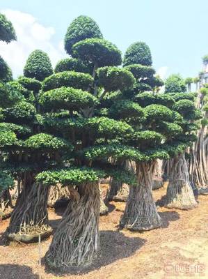 造型優美小葉榕供應，打造綠色生態空間——龍海市東泗興輝園藝場專業綠化苗木服務