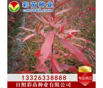 優化苗木產品庫策略，提升園林綠化行業競爭力