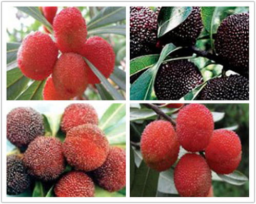 莊順果樹苗 仙越與阜陽品種的優質苗木特點