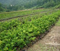 芳青花卉苗木 路口綠化優(yōu)選，打造綠色生態(tài)新篇章