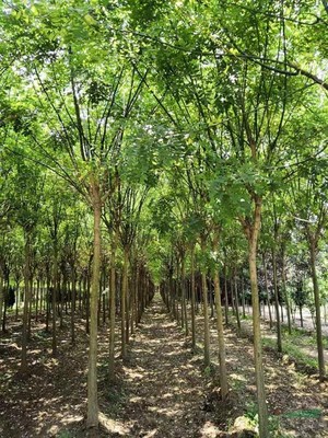 鄢陵藝森園林綠化苗木基地 中原大地的綠色明珠